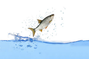 Ryba ve výskoku